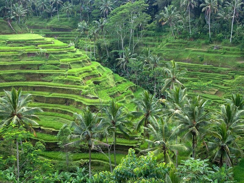 Sawah bertingkat Ubud, Bali